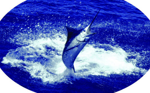 Fishing Hawaii Style, Cover image, jumping marlin by Jim Rizzuto