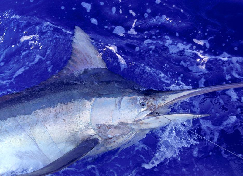 On the charterboat Maverick, skipper Trevor Child and crew Chad Kieswetter released a black marlin estimated at 400 to 500 pounds. It was the first black reported so far this year. Photo courtesy of Maverick Sportfishing.