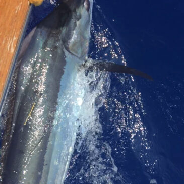 KONA tag and release record? Fishing in Hawaii