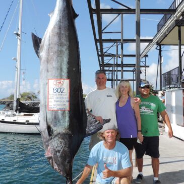 Biggest marlin to date, ono, sailfish and kawakawa