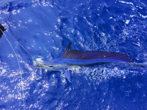 Bluefin, yellowfin, blue marlin in Kona report - Jim Rizzuto