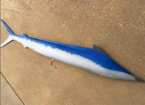 RubberSpearfish