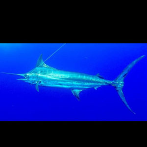 Bluefin, yellowfin, blue marlin in Kona report - Jim Rizzuto