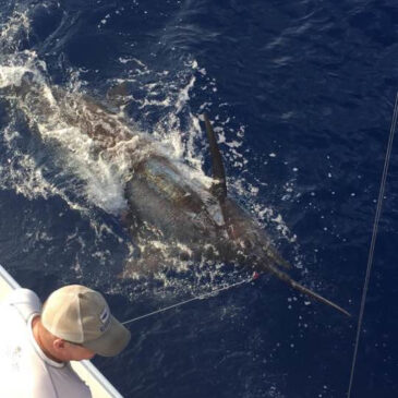 Blue Hawaii battles 800-pound blue marlin