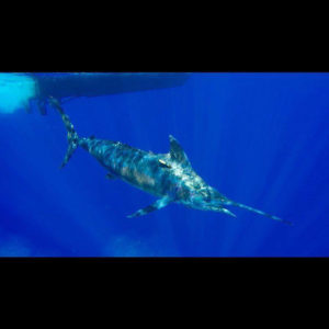 Blue Marlin - Trolling Lures with Kevin Hibbard