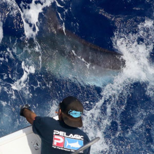 Boston Shark Fishing  Elizabeth Marie Sportfishing